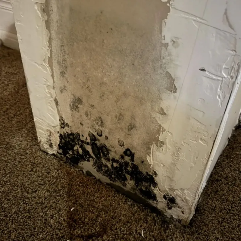 Professional Mold Removal in Bluff City, TN